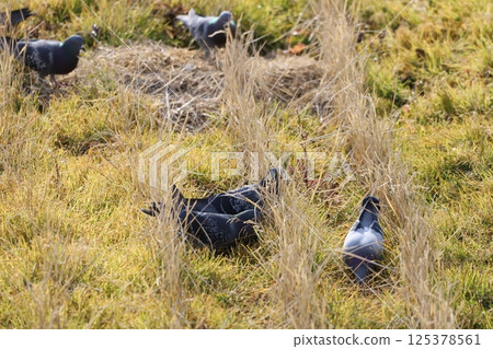 Pigeons feeding in the rice fields 125378561