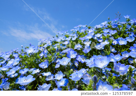 日立海濱公園的睡蓮 125378597