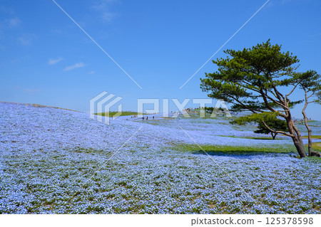 Nemophila at Hitachi Seaside Park 125378598