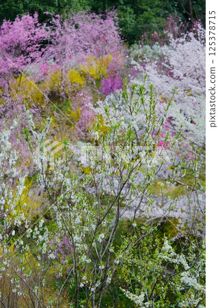 Spring in a Shangri-La-like Satoyama 2 125378715