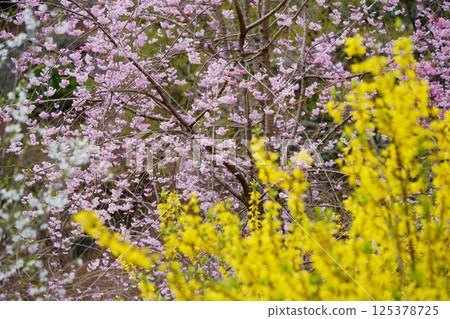 Spring in full bloom - Peach blossom background Forsythia flower 2 Spring in full bloom - Peach blossom background Forsythia flower 2 125378725