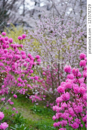 Spring in full bloom, Yoshino azalea and peach blossoms, cherry blossom background 3 125378729