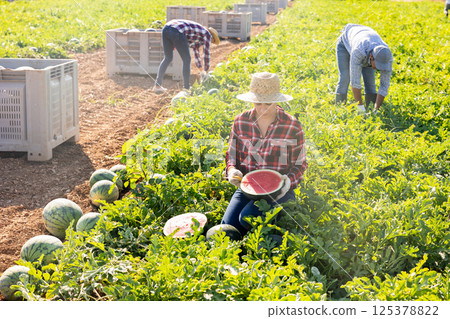 Woman harvesting watermelons on fruit farm Woman harvesting watermelons on fruit farm 125378822