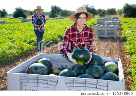 Woman harvesting watermelons on fruit farm 125378909
