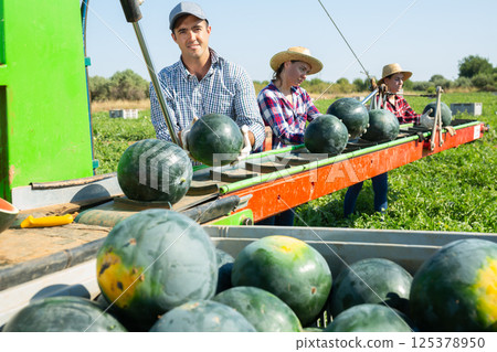 Workers picking ripe watermelons using harvesting machine Workers picking ripe watermelons using harvesting machine 125378950