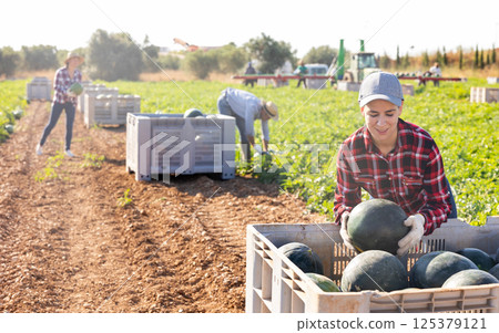 Farm worker putting harvested watermelons in container Farm worker putting harvested watermelons in container 125379121