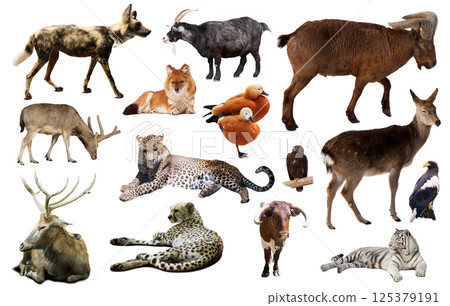 asia animals isolated asia animals isolated 125379191