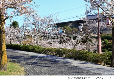 [Hiroshima Prefecture] Senkoji Park in spring with cherry blossoms in bloom 125379226