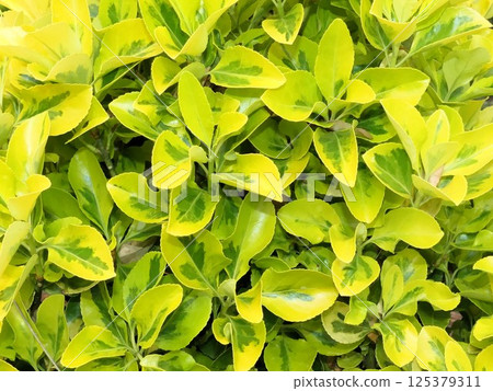 金正樹 金正樹 125379311