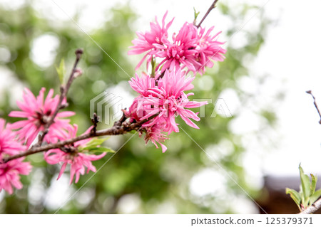 菊科,又稱源氏物屬(薔薇科) 菊科,又稱源氏物屬(薔薇科) 125379371