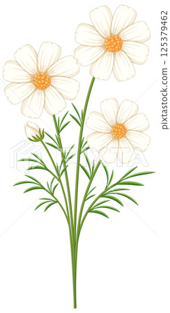 Elegant White Cosmos Flower Vector Illustration 125379462