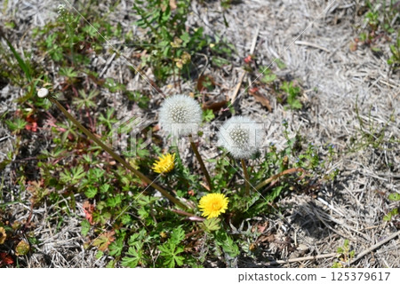 A landscape of yellow dandelions and white fluff A landscape of yellow dandelions and white fluff 125379617