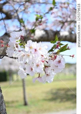 Beautiful Japanese scenery: Cherry blossoms in full bloom Beautiful Japanese scenery: Cherry blossoms in full bloom 125379618