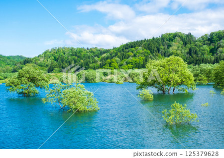 Submerged forest of Shirakawa lake 125379628