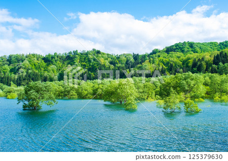 白川湖被淹沒的森林 125379630