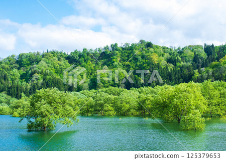 Submerged forest of Shirakawa lake Submerged forest of Shirakawa lake 125379653