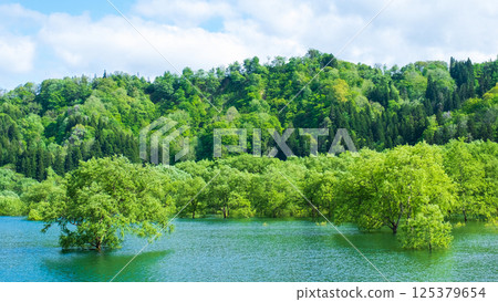 Submerged forest of Shirakawa lake 125379654