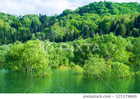 Submerged forest of Shirakawa lake 125379660