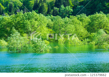 Submerged forest of Shirakawa lake 125379662