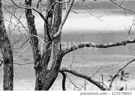 水庫水邊景色 大戟科植物野桐 125379663