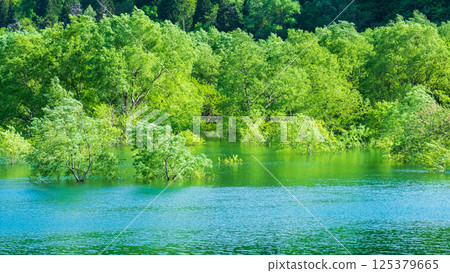 Submerged forest of Shirakawa lake 125379665