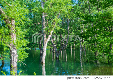 Submerged forest of Shirakawa lake Submerged forest of Shirakawa lake 125379666