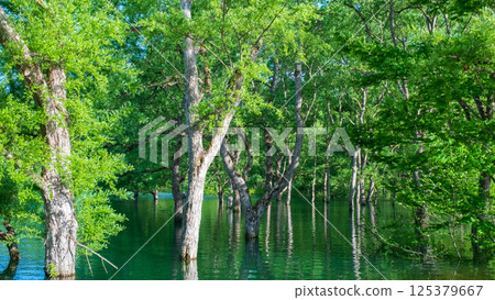 白川湖被淹沒的森林 125379667