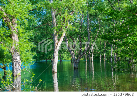 Submerged forest of Shirakawa lake 125379668