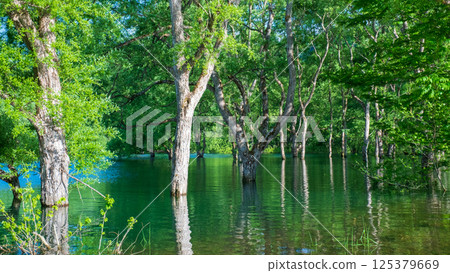 Submerged forest of Shirakawa lake 125379669