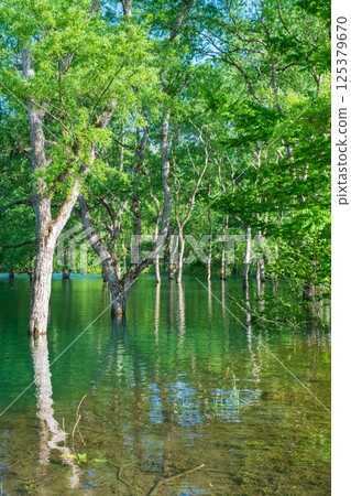 Submerged forest of Shirakawa lake 125379670