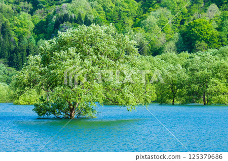 Submerged forest of Shirakawa lake 125379686