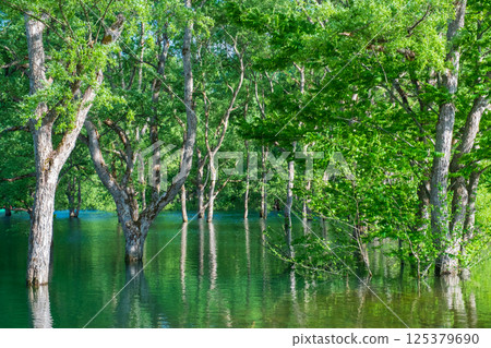 Submerged forest of Shirakawa lake 125379690