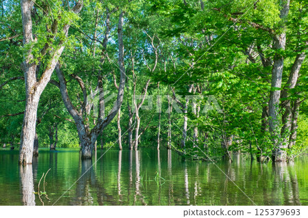 Submerged forest of Shirakawa lake 125379693