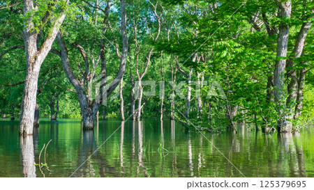Submerged forest of Shirakawa lake 125379695
