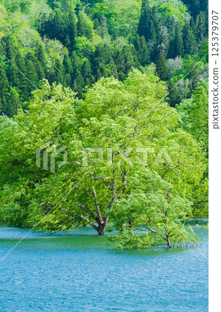 Submerged forest of Shirakawa lake 125379707