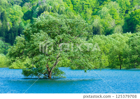 Submerged forest of Shirakawa lake 125379708