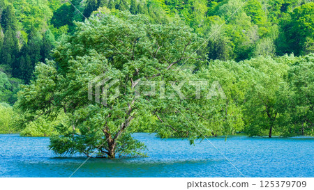 Submerged forest of Shirakawa lake 125379709