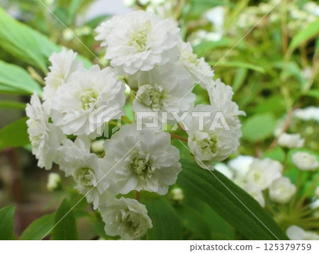 Kobari in full bloom Kobari in full bloom 125379759