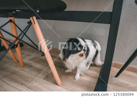 small black and white japanese chin dog under black dining table with wooden legs on a light wooden floor, looking sideways with tongue out, pet life, home comfort, interior photography 125380094