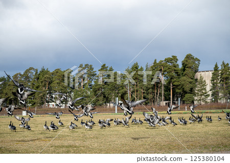 Flock of geese flying low over grassy field in urban park 125380104