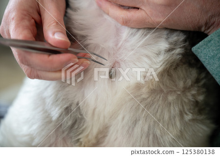 tweezers removing blood-soaked tick from dog fur, dangerous parasites in pets can cause infections tweezers removing blood-soaked tick from dog fur, dangerous parasites in pets can cause infections 125380138