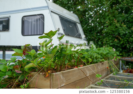 Strawberry plants in wooden planter near camper van in lush green outdoor setting 125380156