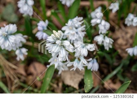 Field of blooming first spring flowers with green leaves in early spring sunlight outdoors 125380162