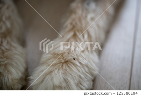 Tick crawling on light-colored dog fur close-up  125380194