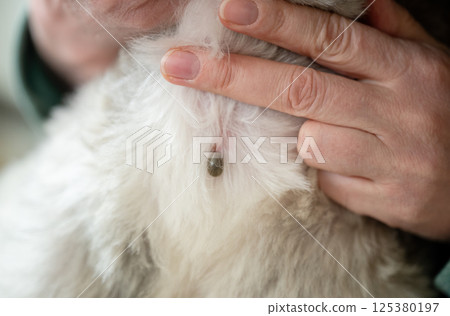 tweezers removing blood-soaked tick from dog fur, dangerous parasites in pets can cause infections 125380197