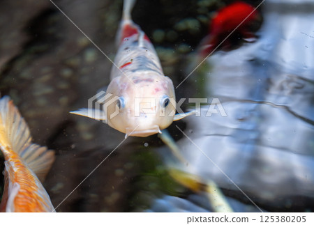 Handmade decorative chicken figure and pastel eggs in garden setting. Spring and Easter symbol 125380205