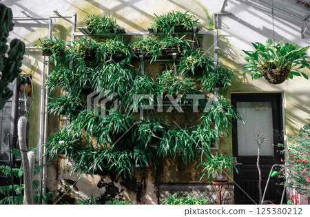 Vertical garden with lush green plants on rustic wall in sunlight outdoors 125380212
