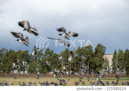 Flock of geese flying low over grassy field in urban park 125380224