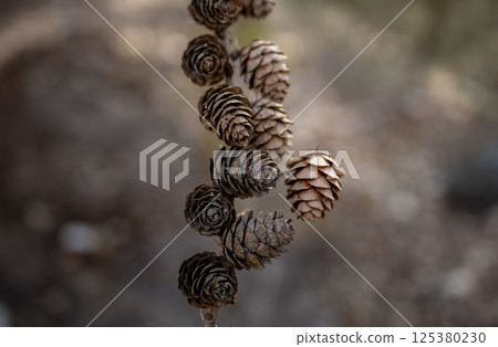 Close-up of dry pine cones hanging from a branch in natural forest setting 125380230