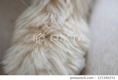 Tick crawling on light-colored dog fur close-up  125380252